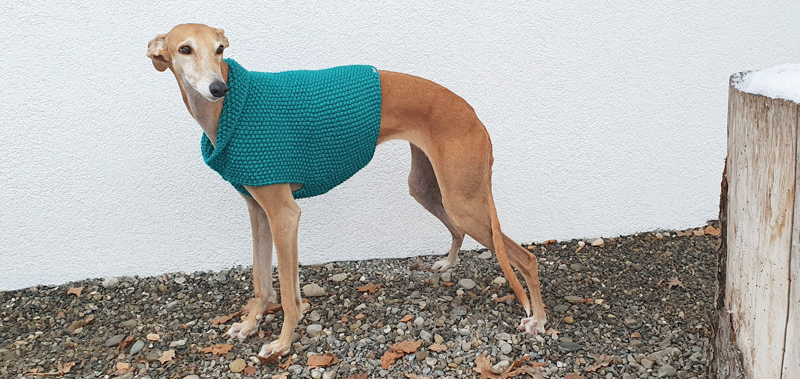 Canisenti Hundesweatshirt