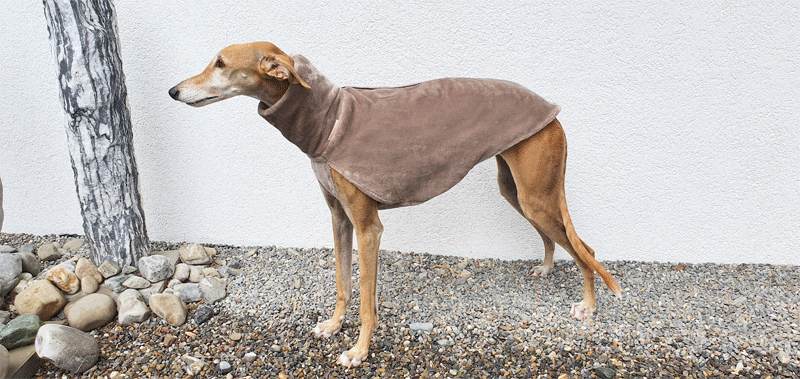 Canisenti Windhundshirt