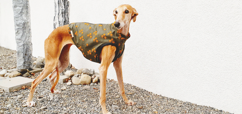 Canisenti Sweater für Hunde
