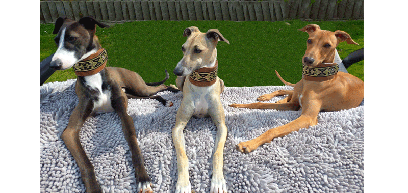 Canisenti Hunde-Halsband